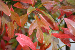 Sassafras red leaves